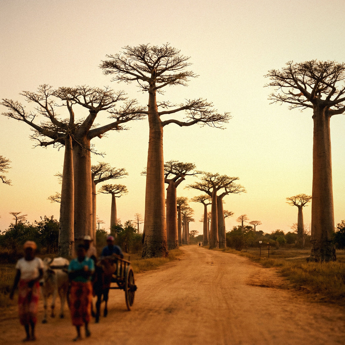 Internet à Madagascar | eSIM de voyage | PuraSIM