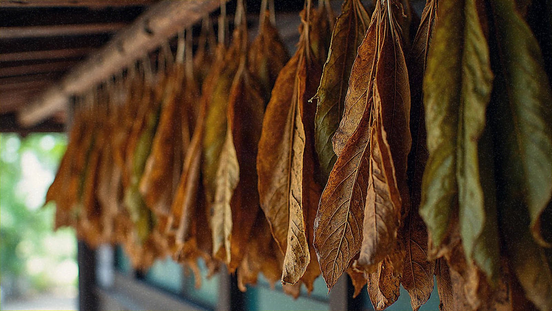 Hojas de tabaco secándose en Cuba