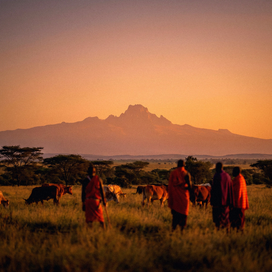 Internet en Kenia | eSIM de viaje | PuraSIM