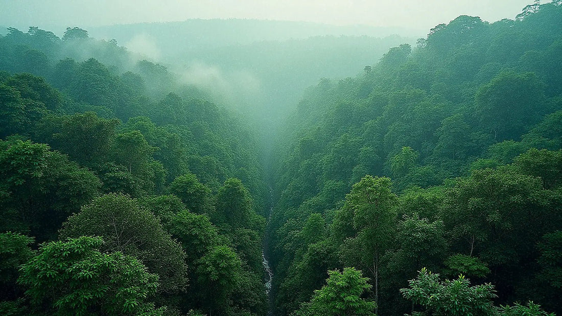 Dosel de selva tropical en Guinea