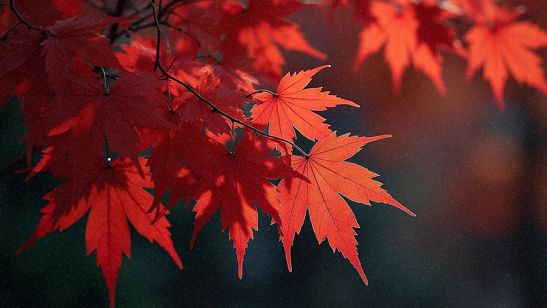 Hojas de arce rojas en Japón