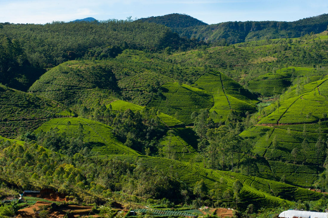 eSIM para Sri Lanka — Colombo, Sigiriya y las playas del sur