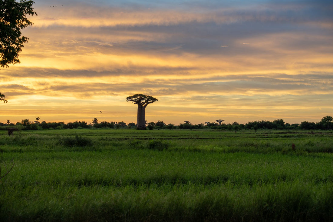 Viajero usando una eSIM para Madagascar junto a los baobabs