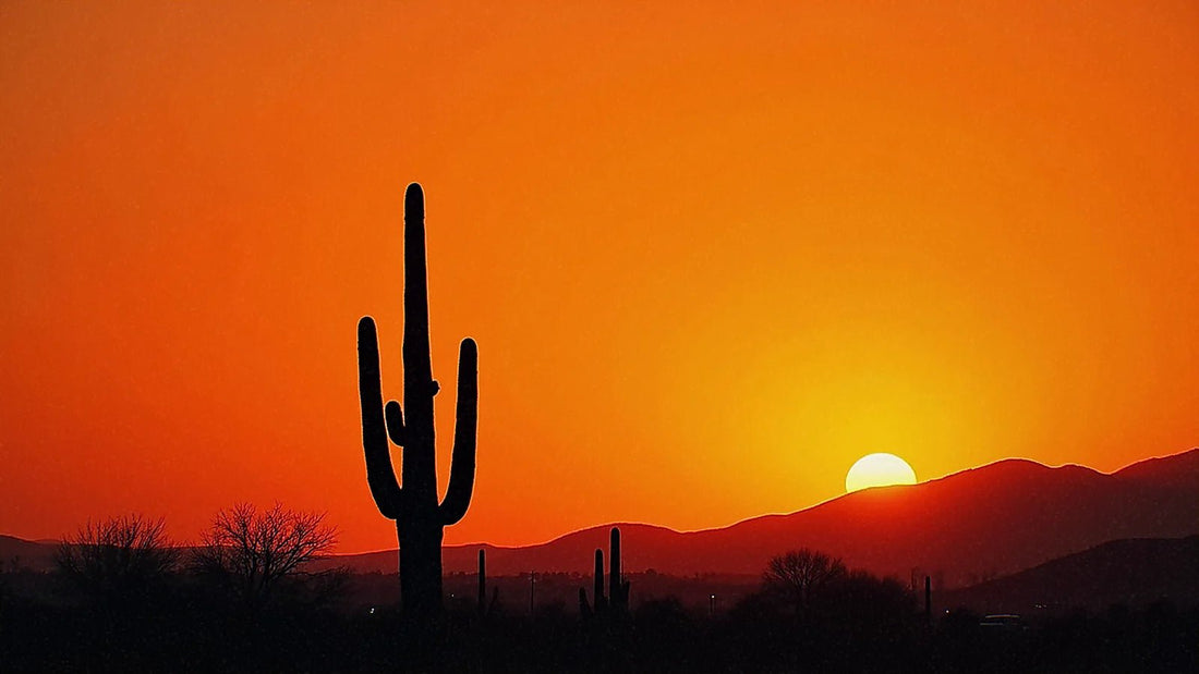 Cactus del desierto recortado contra el atardecer