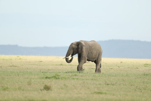 eSIM para Kenia — Safari en el Masai Mara y la costa del Índico