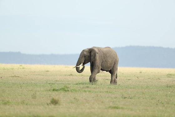 eSIM para Kenia — Safari en el Masai Mara y la costa del Índico