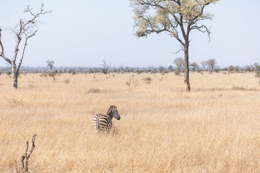 eSIM pour safari en Afrique : couverture, parcs et astuces hors ligne