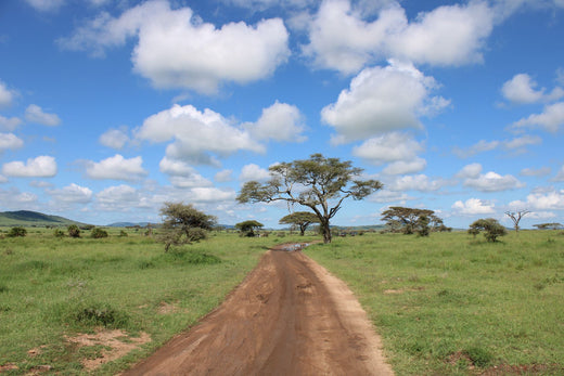 eSIM pour l'Afrique : guide complet pour voyager avec des données sur tout le continent
