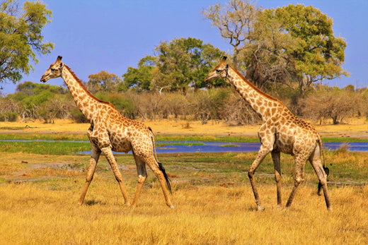 eSIM para Botsuana: internet en el safari sin roaming